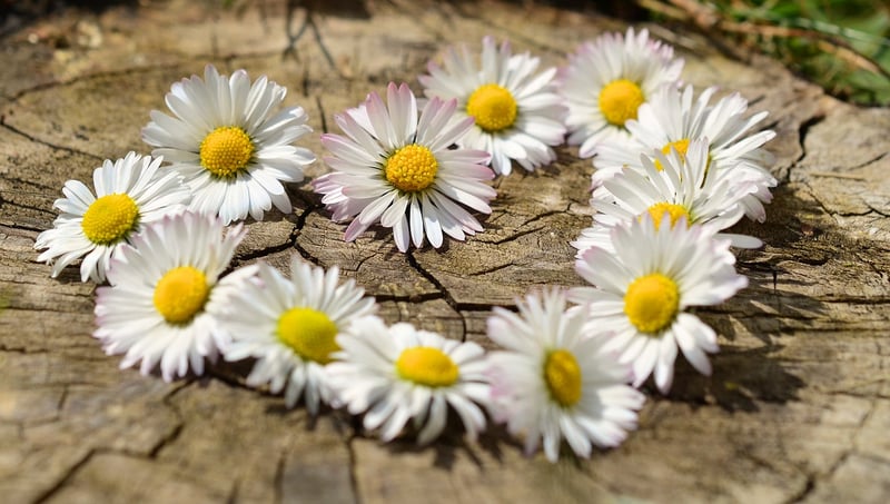 Loving-Kindness Meditation