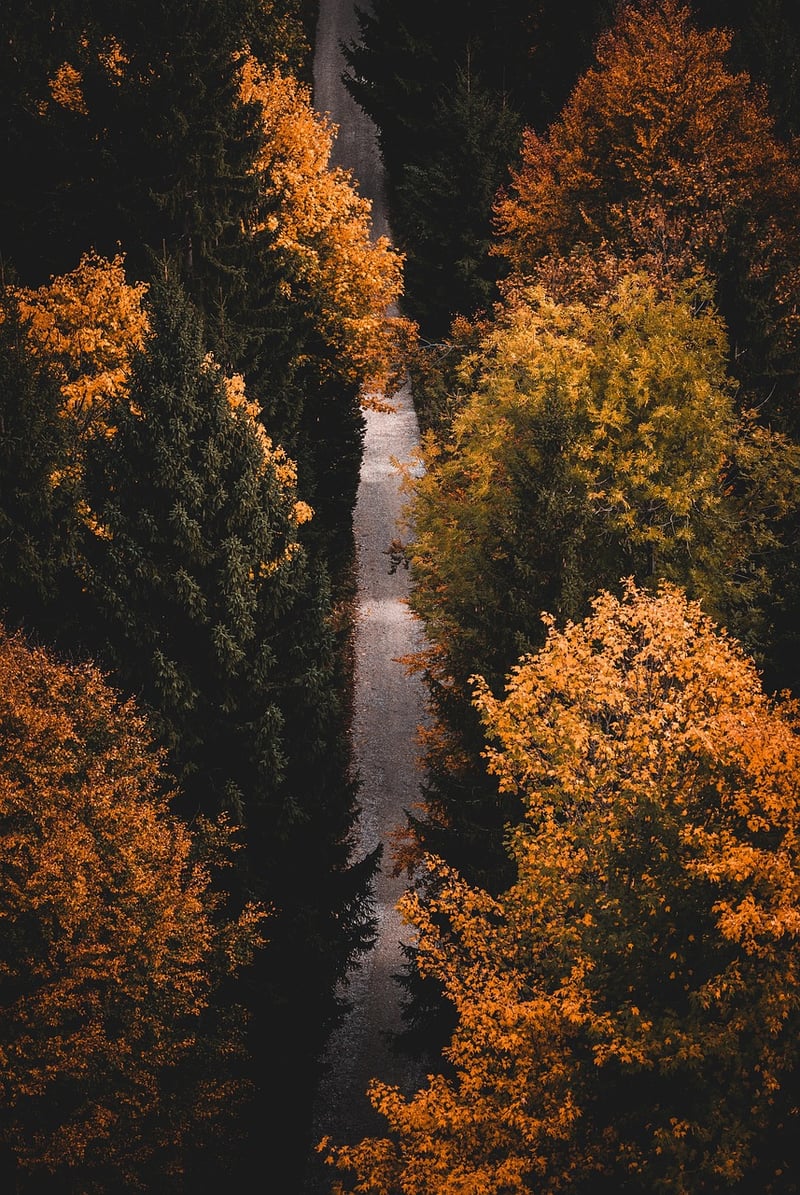 Mindful Walking